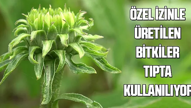 Özel izinle üretilen bitkiler tıpta kullanılıyor