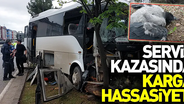 Samsun'da 9 kişinin yaralandığı işçi servisi kazasında polis, yaralı karga yavrusuna da hastaneye götürdü