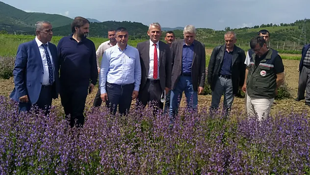 Samsun 'tıbbı aromatik bitki' üretiminde merkez oluyor