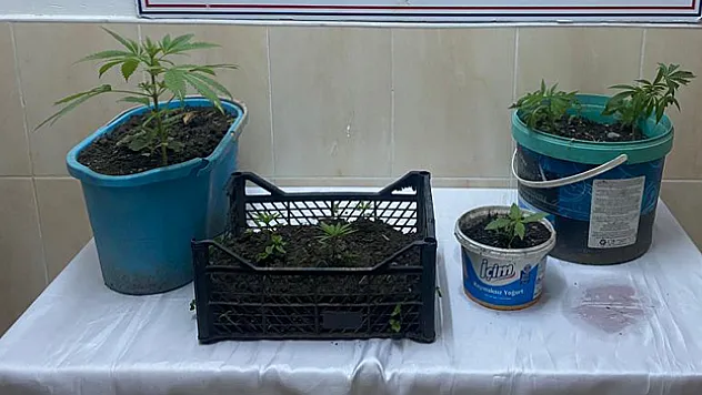 Samsun'da uyuşturucu operasyonunda 1 zanlı yakalandı