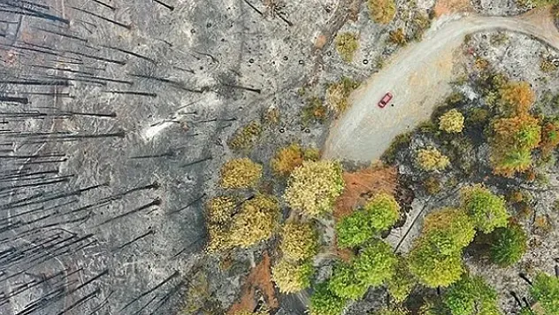 Küresel ısınma nedeniyle 'orman yangını sezonu' daha erken başlıyor ve uzun sürüyor