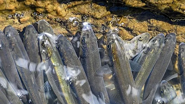 Van'da akarsuların debisi düştü, inci kefallerinin göçü zorlaştı