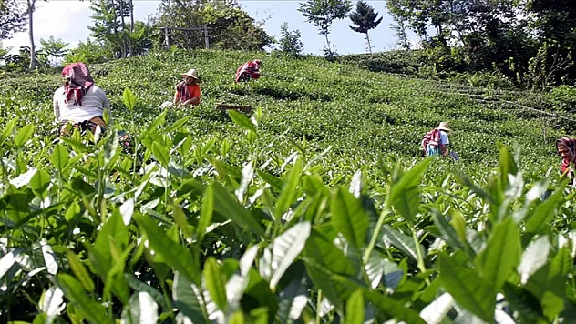 ÇAYKUR'dan üreticilere 'hasat için acele etmeyin' uyarısı