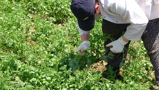 Tokat'ta anason üretimi için araştırma yapılıyor
