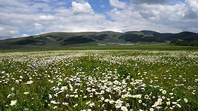 Sarıkamış'ın doğası papatya ve gelinciklerle süslendi
