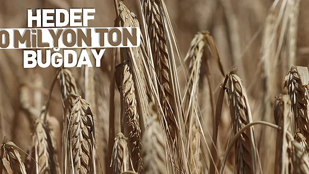 2023'te 20 milyon ton buğday üretimi hedefleniyor