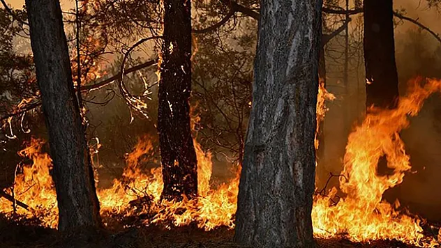 Türkiye'nin en büyük orman yangınlarında zarar gören alanlarda rehabilitasyon tamamlandı
