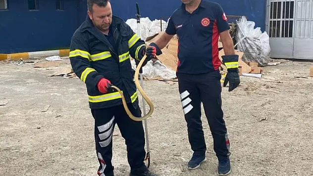 İş yerine giren yılanı itfaiye ekipleri çıkardı