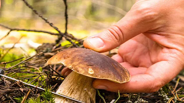 Samsun'da 2 kişi mantardan zehirlendi