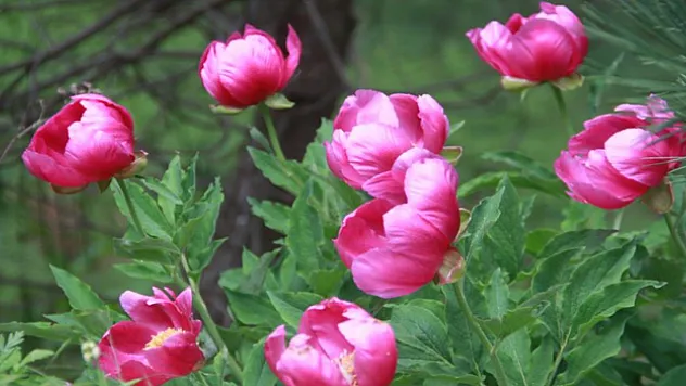 Bu bitkiyi koparmanın cezası 244 bin lira