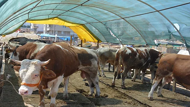 Kurbanlık seçerken bunlara dikkat edin