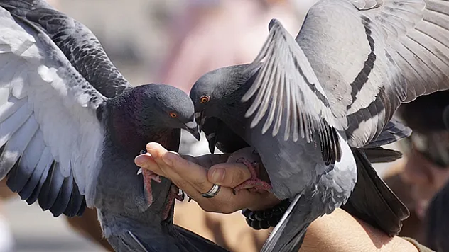 Kuş besleyenlerde 'akciğer hastalığı' gelişebilir