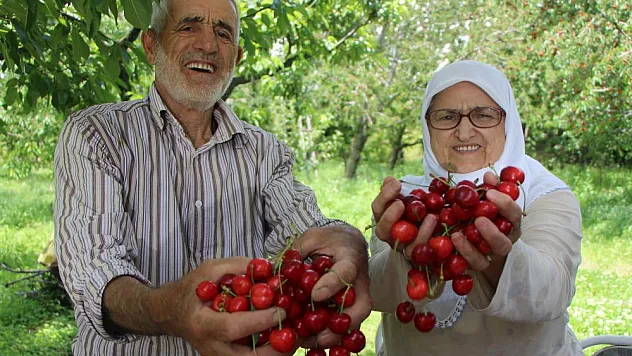 Amasya kiraz üretiminde Türkiye üçüncüsü