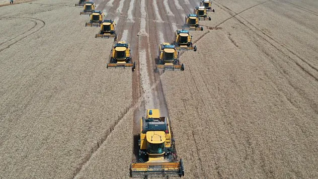Türkiye'nin tahıl ambarında bu yıl 200 bin ton buğday hasadı bekleniyor