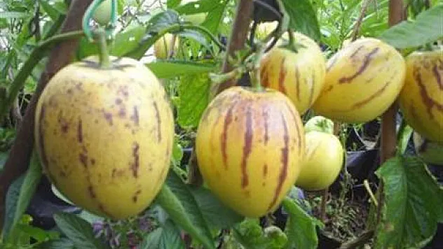 Şifa Kaynağı Pepino Raflarda Yerini aldı