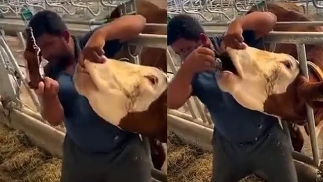 İneğe içki şişesinde sıvı veren şahıs yakalandı