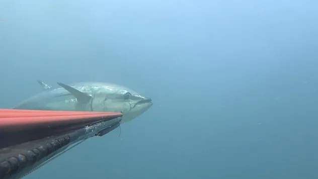 Çanakkale Boğazı açıklarında zıpkınla 100 kiloluk orkinos avladı