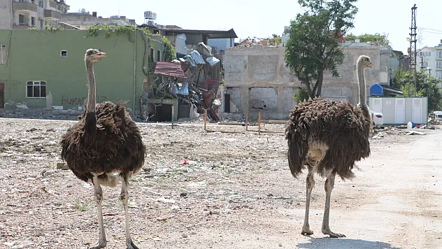 Enkaz kentte ilginç görüntü, başta kimse nereden geldiklerini anlayamadı