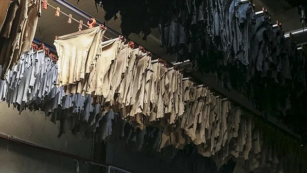 Kurban derilerinin yüzde 30'u hatalı işlemler nedeniyle ekonomiye kazandırılamıyor