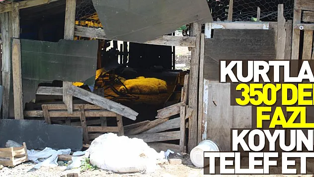 Kurtlar, 350'den fazla koyunu telef etti