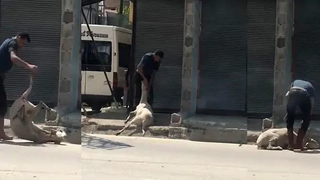 Koyunu döverek bayıltan kasaptan pişkin savunma: 'Yormak için öyle yaptım'