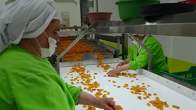 Depreme rağmen kuru kayısı ihracatı yüz güldürdü