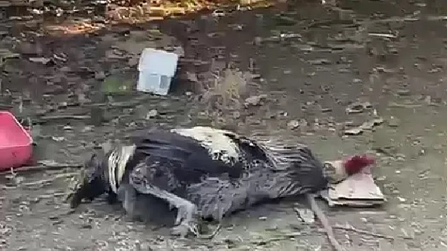 Nefesi tükenen horoz öterken bayıldı