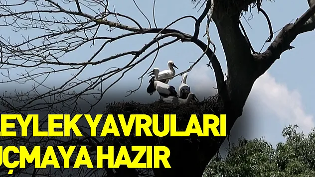 Leylek yavruları uçmaya hazır