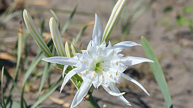 Koruma altındaki kum zambaklarını koparana 244 bin 315 lira ceza uygulanıyor