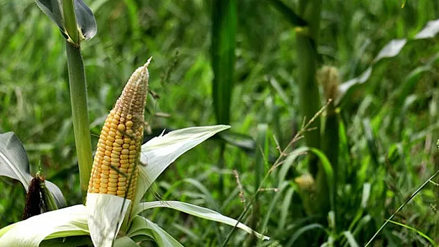 Osmaniye'de ekim alanı artan mısırda rekolte beklentisi 500 bin tonu aştı