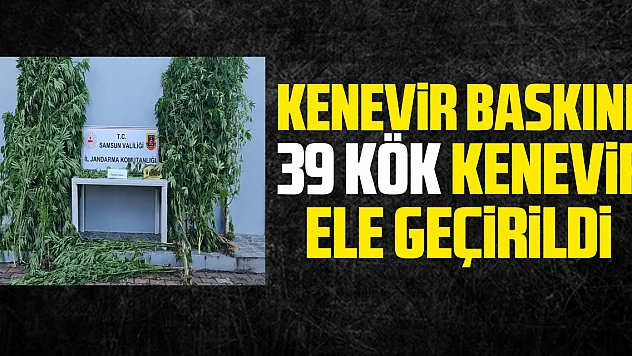 Kenevir Baskını: 39 kök kenevir ele geçirildi