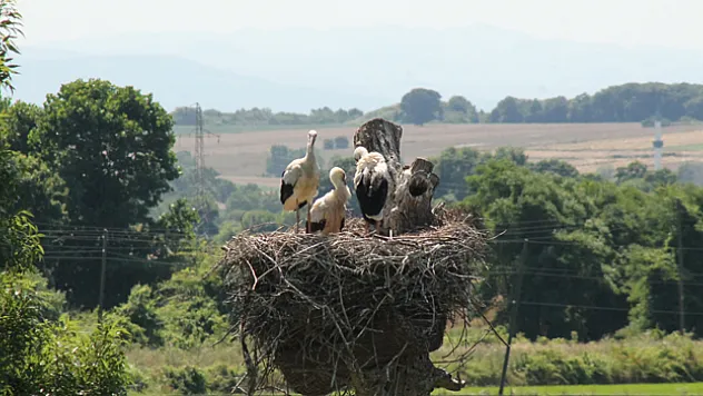 Kızılırmak Deltası Kuş Cenneti'ndeki leylekler yuvalarında görüntülendi