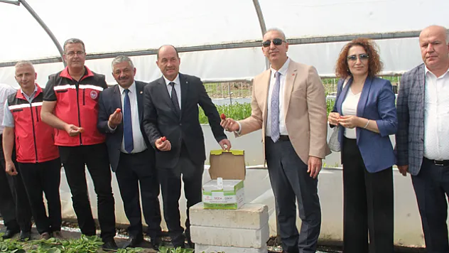 Ünye'de Örtü Altı Yetiştiriciliğinde Bombus Arısı'nın Yaygınlaştırılması Projesi tanıtıldı