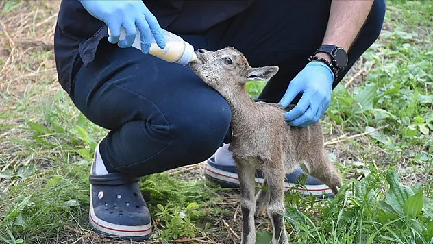 Doğada bitkin halde bulunan dağ keçisi yavrusu biberonla besleniyor
