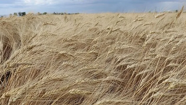 Islah edilen ata tohumu 'Ahmet Buğdayı', bu ekim döneminde toprakla buluşacak