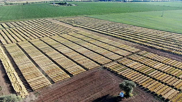 Baklava dilimi değil, dünyayı bekleyen açlık tehdidine çare