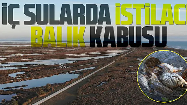 İç sularda istilacı 'İsrail sazanı' ve 'sivrisinek balığı' kabusu