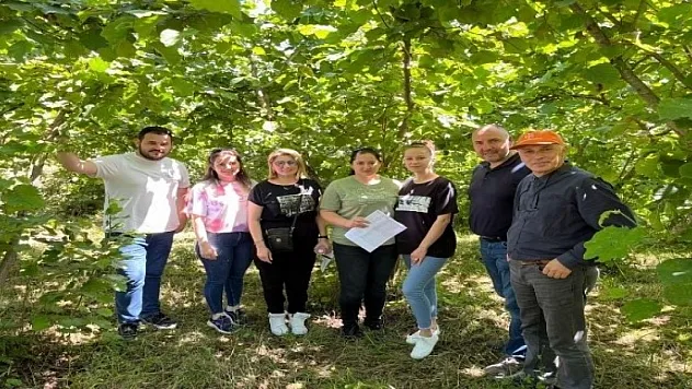 Fındık rekoltesi doğuda düşüyor, batıda yükseliyor