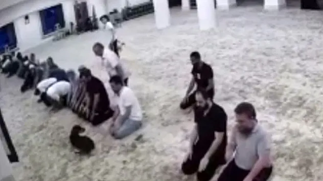 Sabah namazı vaktinde camiye giren köpek ile cemaatin imtihanı kamerada