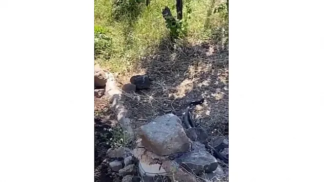 Uzmanlar uyardı: 'Depremlerden dolayı yılanların yerleşim alanları bozuldu'