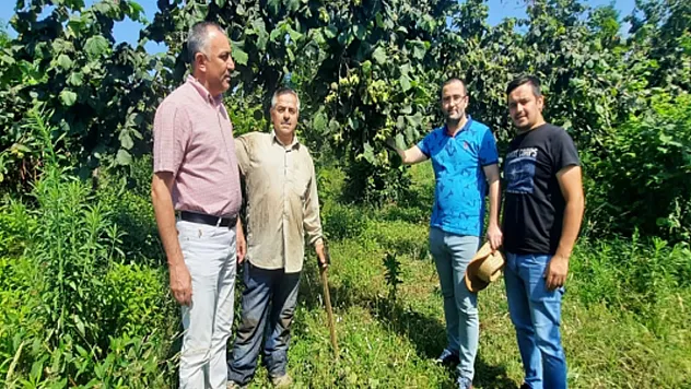 Salıpazarı ilçesinde örnek fındık bahçeleri ziyaret edildi