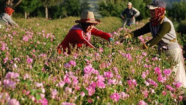 Gülden elde edilen ürünlerle 75 milyon dolarlık ihracat yapılması bekleniyor