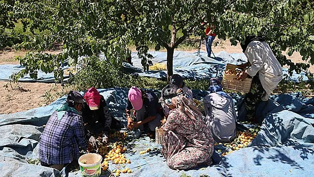 Mevsimlik tarım işçilerinin kayısı mesaisi başladı