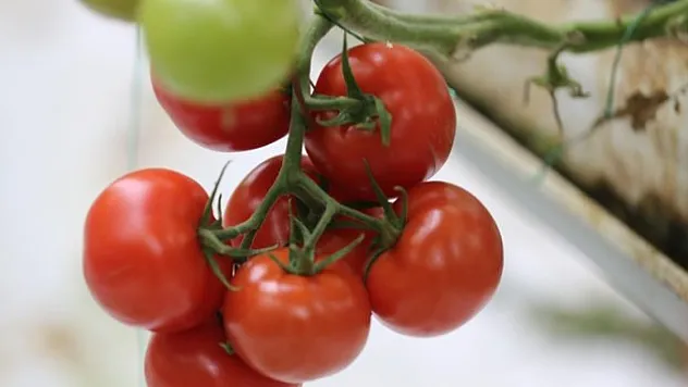 Rusya'nın Türkiye'den domates ithalatı kotasını arttırması ihracat rakamlarına olumlu yansıyacak