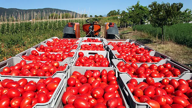 Rusya'ya domates ihracatında kota 500 bin tona çıktı