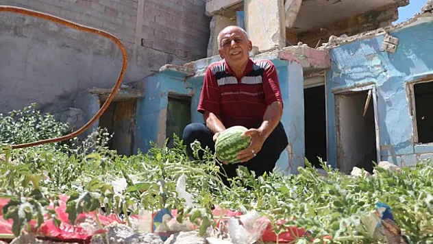 Yıkılan evin enkaz yerinde karpuz çıktı