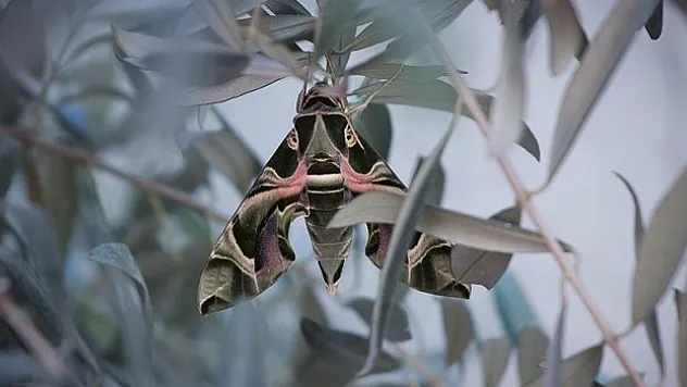 Askeri kamuflaj desenli 'mekik kelebeği' Hatay'da görüntülendi