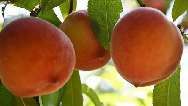 Coğrafi işaretli 'Lapseki şeftalisi'nde ihracat ürünleri toplanmaya başlandı
