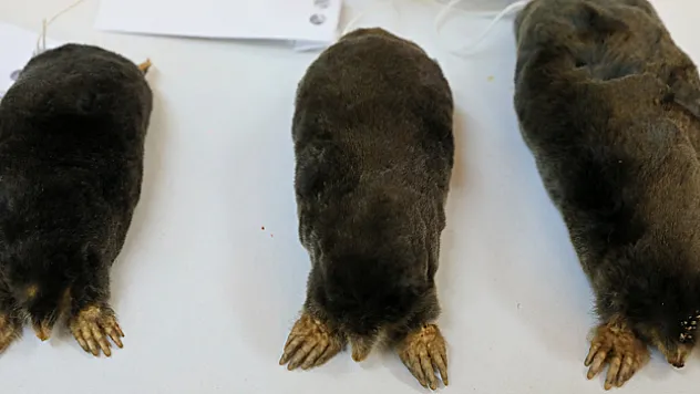 En büyük köstebek türü Hakkari'de keşfedildi