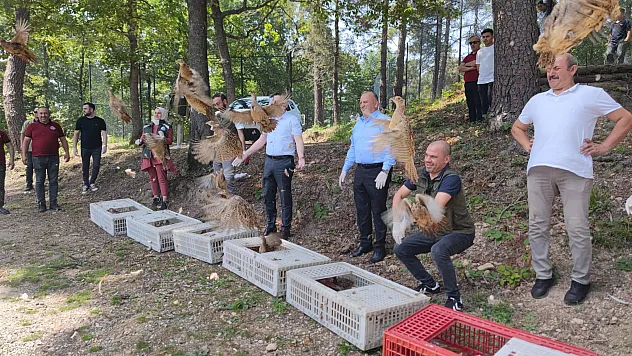Ordu'da bin adet 'kene avcısı' sülün doğaya salındı